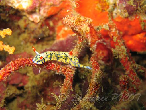 Chromodoris tritos.JPG